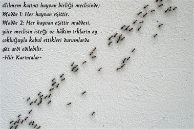 hür karıncalar (379 x 252)
